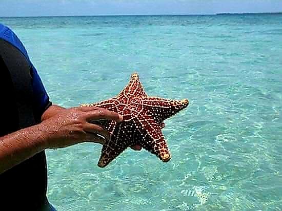 Dont touch that starfish let alone buy&nbsp;it